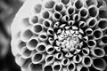 Dahlia ball fresh flower Ã¢â¬ÅIvanettiÃ¢â¬Â details macro photography BW photo. Royalty Free Stock Photo